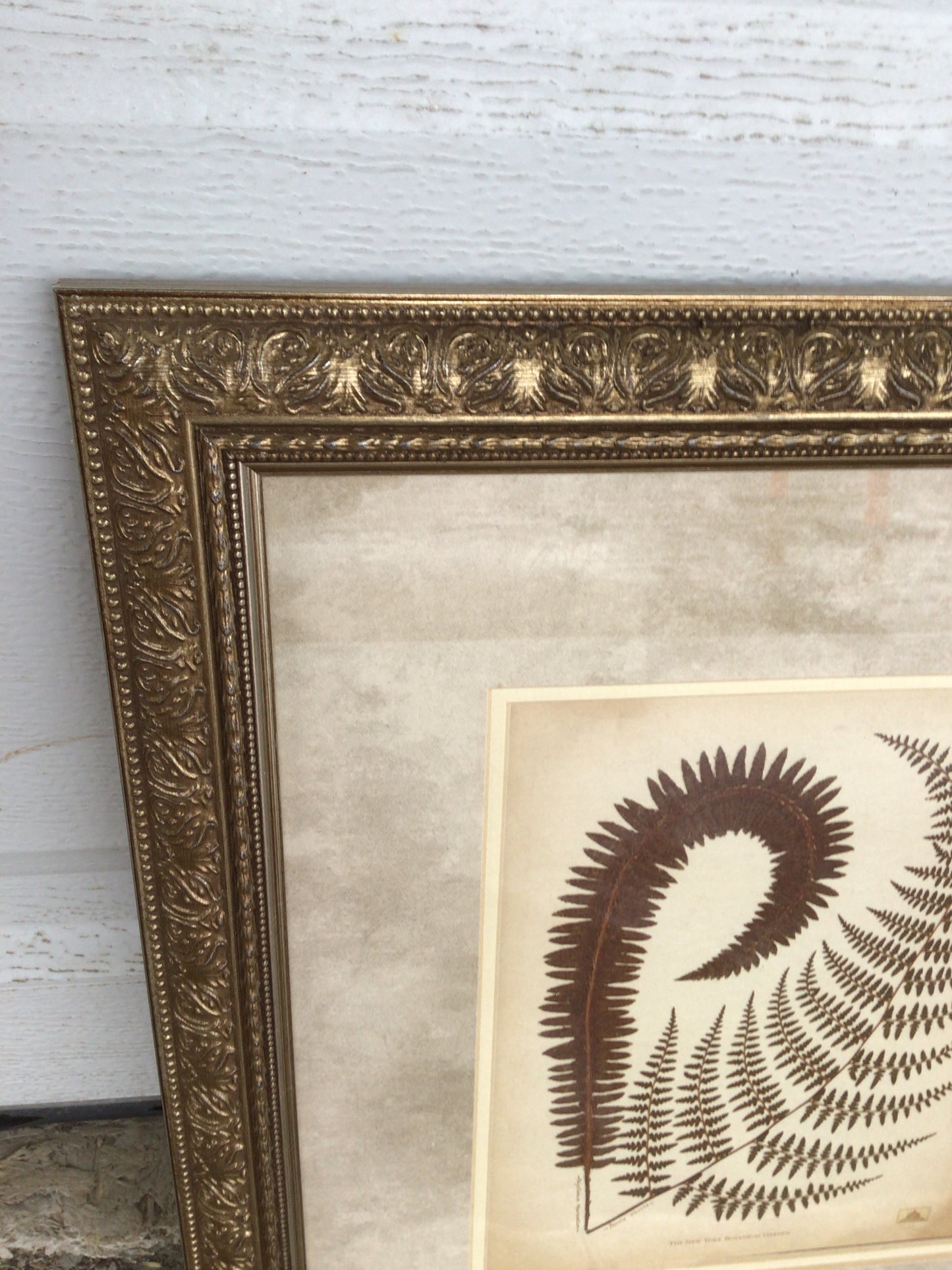 Set of 2 Botanical Prints