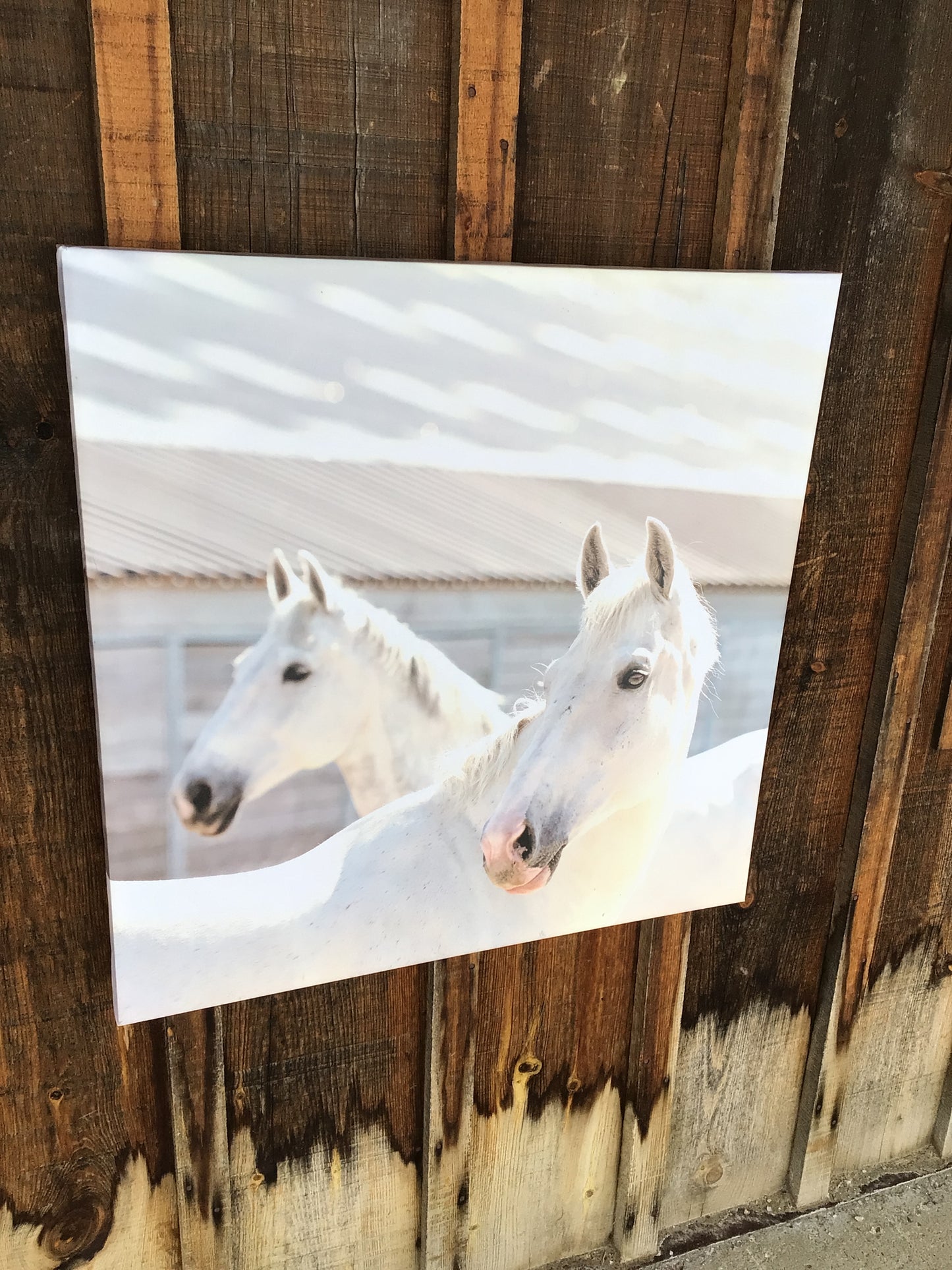 Canvas with 2 White Horses