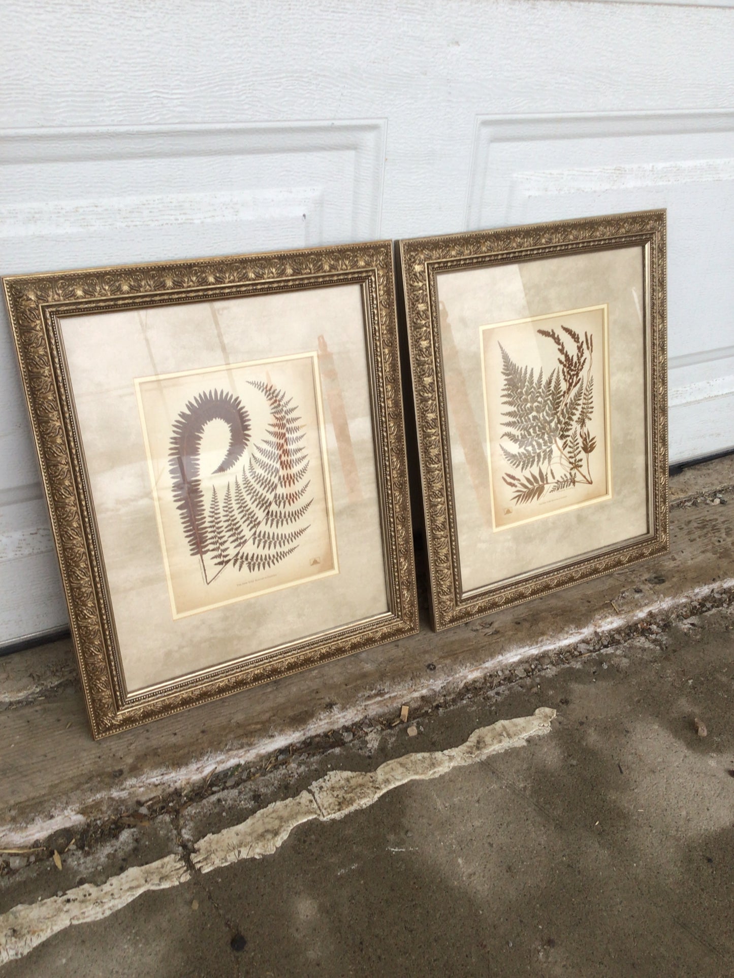 Set of 2 Botanical Prints