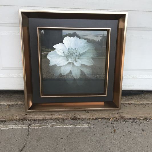 White Dahlia Artwork