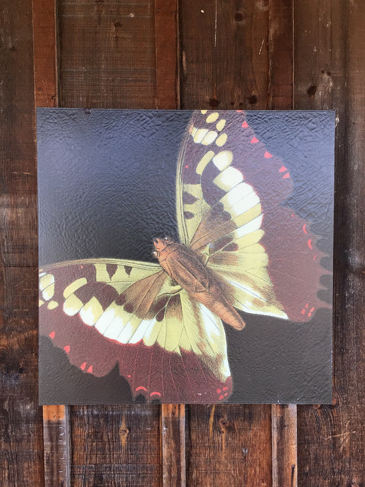 Butterfly Canvas Art
