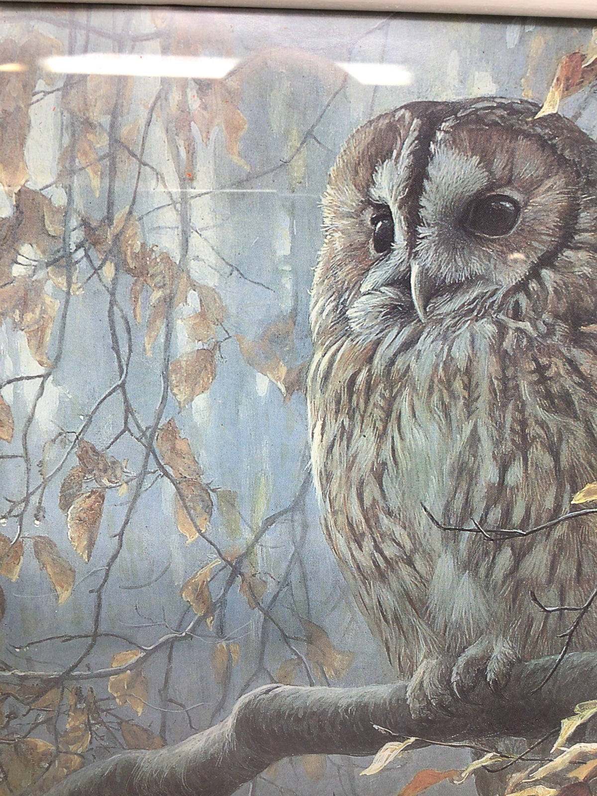 Tawny Owl In Beech by Robert Bateman