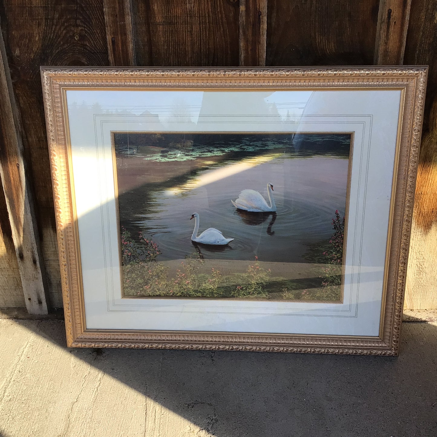 Swans On the Lake