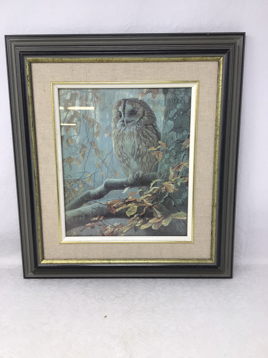Tawny Owl In Beech by Robert Bateman