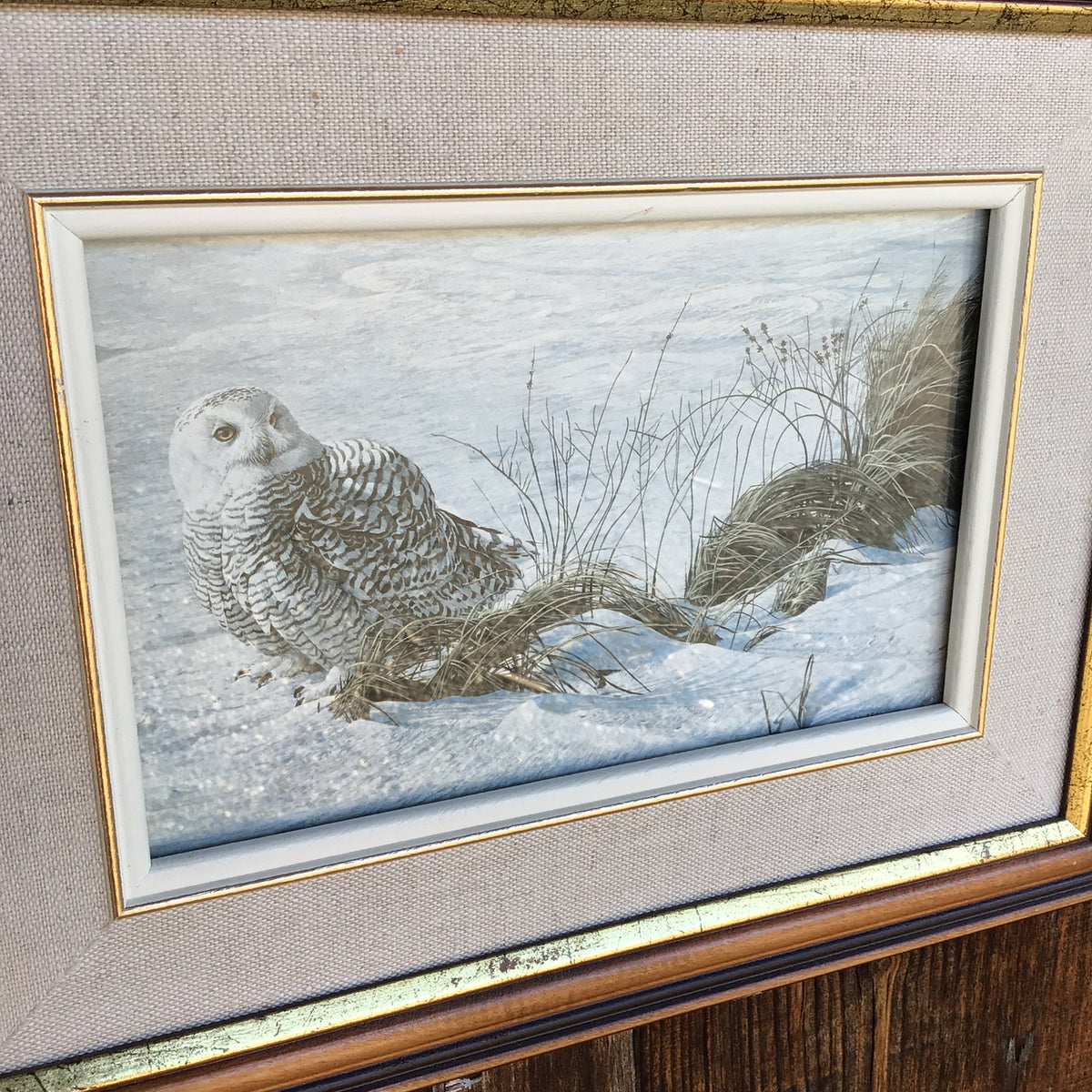 Framed and Matted “ Afternoon Glow Snowy Owl” Print