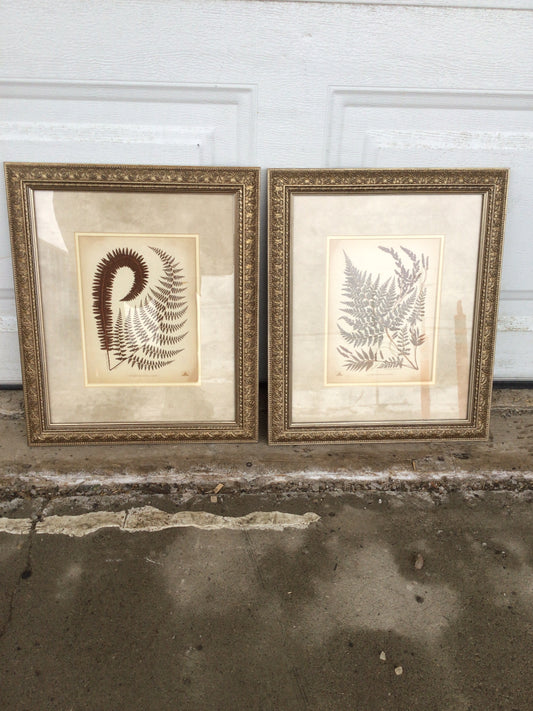 Set of 2 Botanical Prints