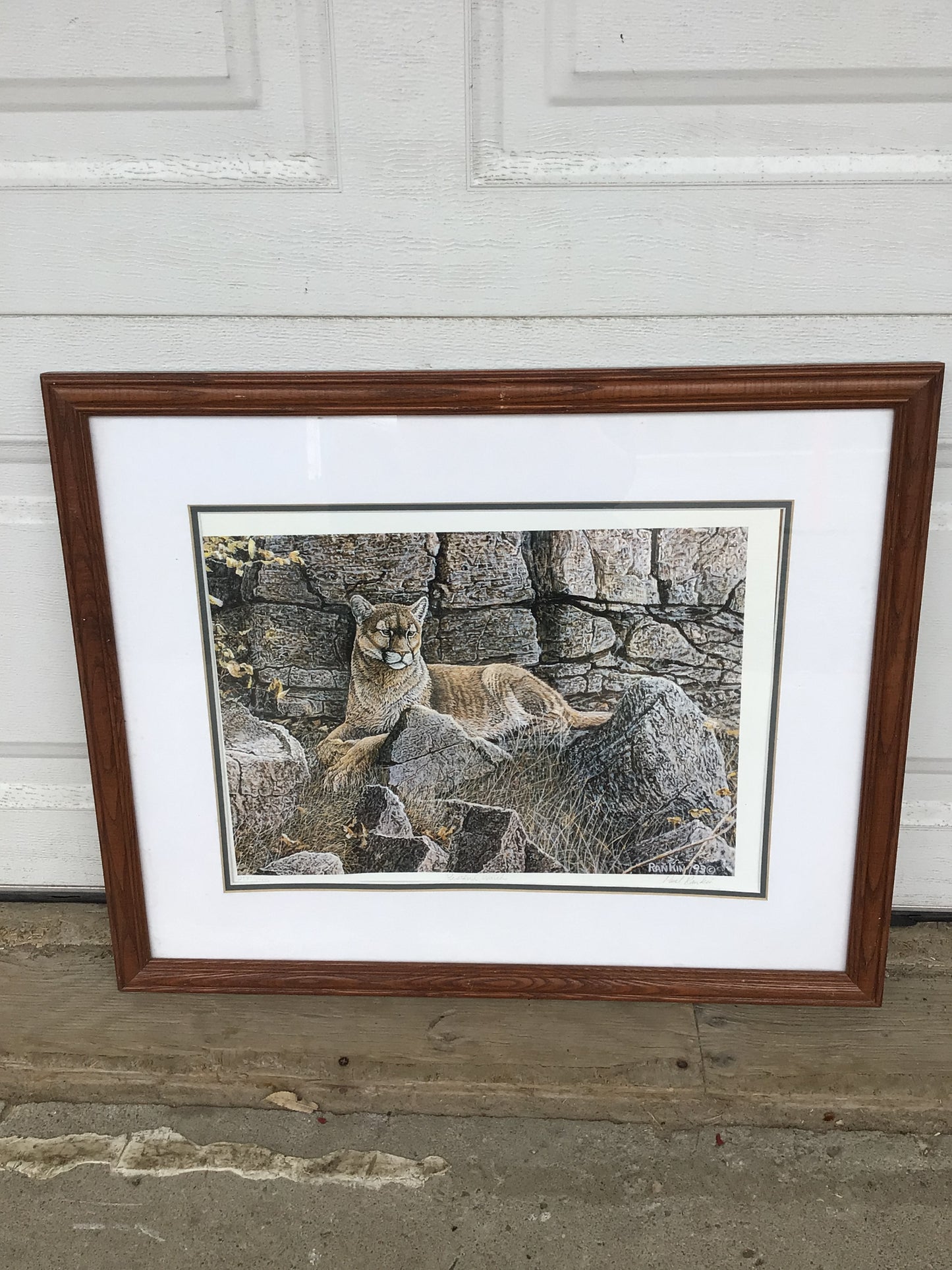 Mountain Lion Print, Rankin ‘93
