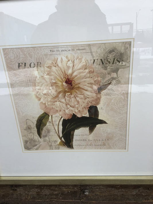 White Peony Print